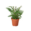 Mahogany Fern