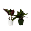 2 Calathea Plants Variety Pack in 4