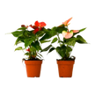 2 Anthurium Variety Pack - 4