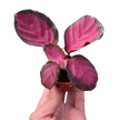 Calathea 'Purple Rose'