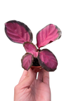 Calathea 'Purple Rose'