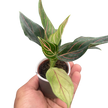 Chinese Evergreen 'Red Vein'