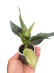 Chinese Evergreen 'Red Vein'