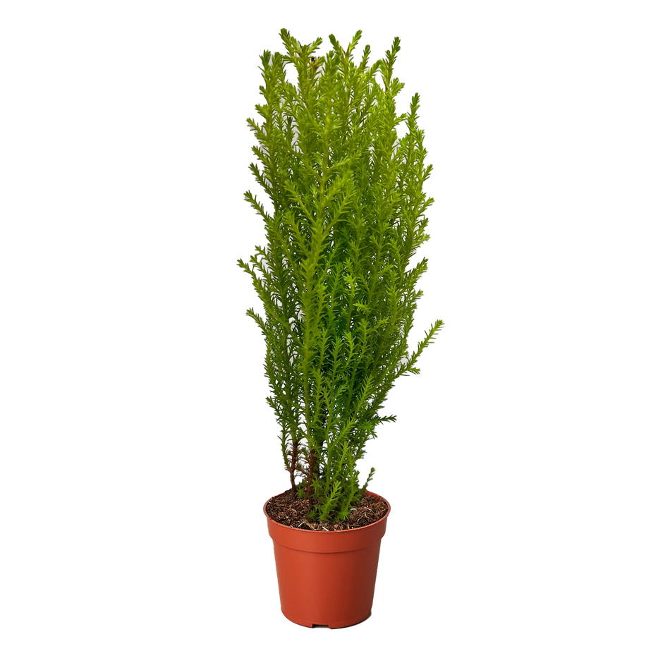 Cypress Lemon