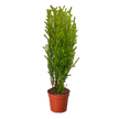Cypress Lemon