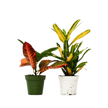 2 Croton Variety Pack - 4