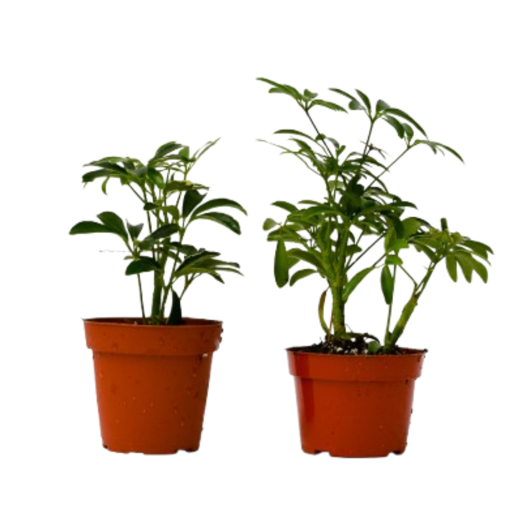 2 Different Schefflera Plants Variety Pack - 4