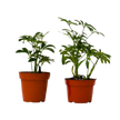 2 Different Schefflera Plants Variety Pack - 4