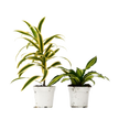2 Dracaena Variety Pack - 4