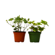 2 English Ivy Variety Pack - 4
