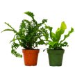 2 Fern Variety Pack - 4