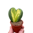 Hoya Heart Flame