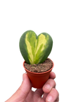 Hoya Heart Flame