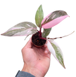 Philodendron 'Marble Pink Princess'