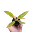 Philodendron Ring of Fire Variegated