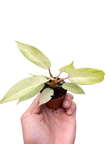Philodendron 'Snowdrift'