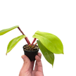 Philodendron 'Squamiferum'
