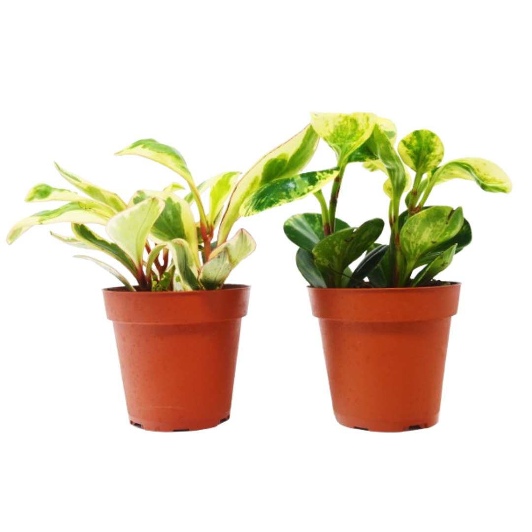 2 Peperomia Plants Variety Pack in 4