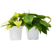 2 Philodendron Variety Pack - 4