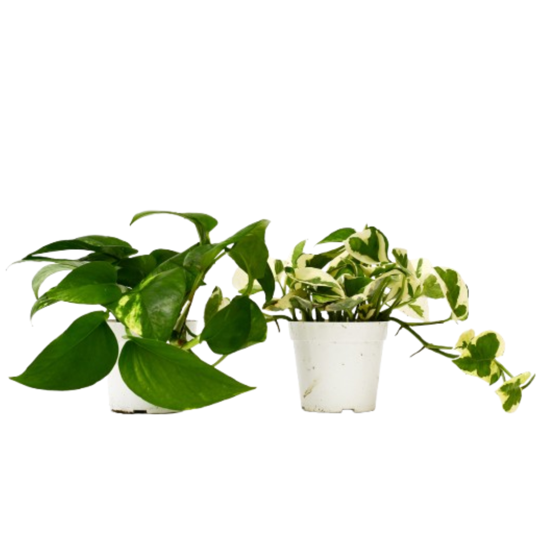 2 Pothos Variety Pack - 4