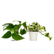 2 Pothos Variety Pack - 4
