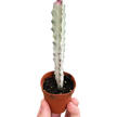 Succulent Euphorbia 'Dragon Bone'