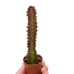 Succulent Euphorbia 'Trigona Rubra'