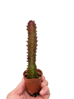 Succulent Euphorbia 'Trigona Rubra'