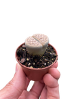 Lithop Living Stone