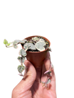 String of Hearts Variegated