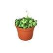 Succulent 'String of Pearls'