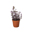 Tradescantia Callisia 'Pink Panther'