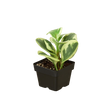 Peperomia 'Marble'