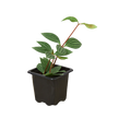 Peperomia 'Parallel'