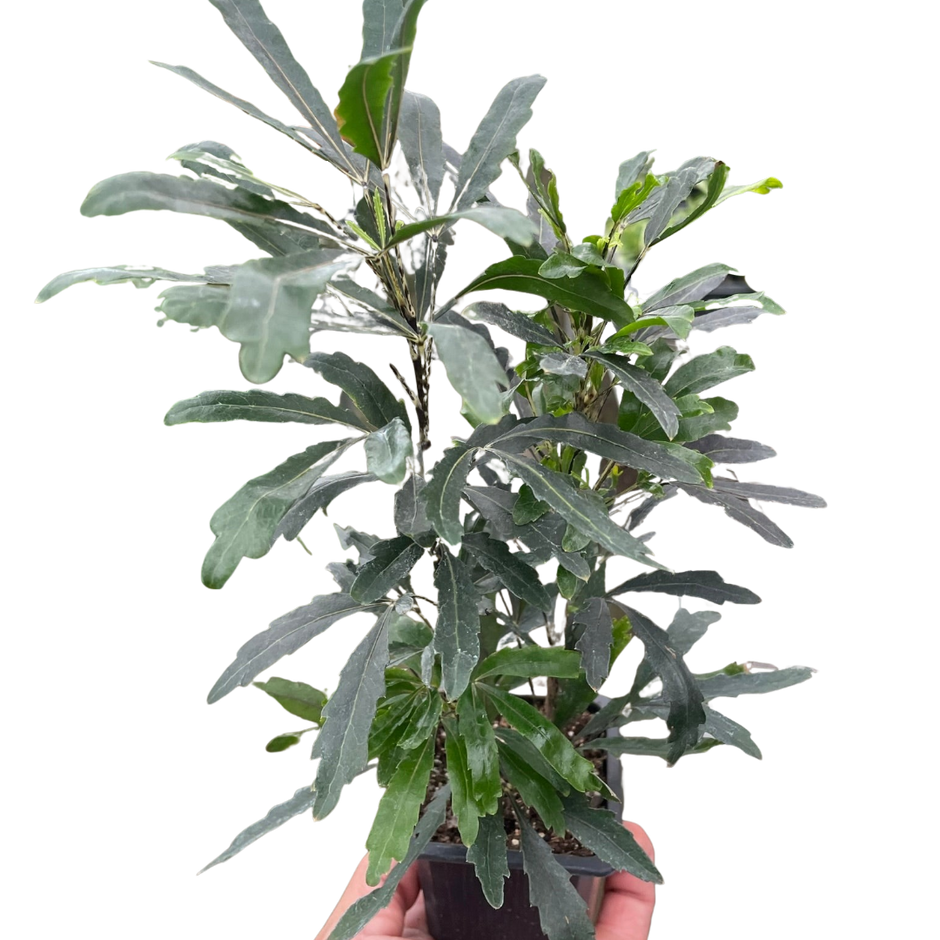 Aralia 'Green'