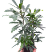 Aralia 'Green'