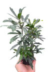 Aralia 'Green'
