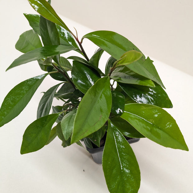 Ardisia Red (Coral Berry) | Holiday Plant with Red Berries | House Plant Shop