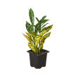 Croton 'Gold Dust'
