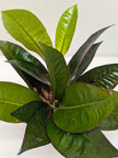 Croton Iceton | Colorful Yellow to Red Tropical Plant | House Plant Shop