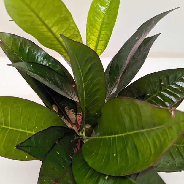 Croton Iceton | Colorful Yellow to Red Tropical Plant | House Plant Shop