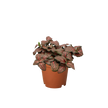 Fittonia 'Red'