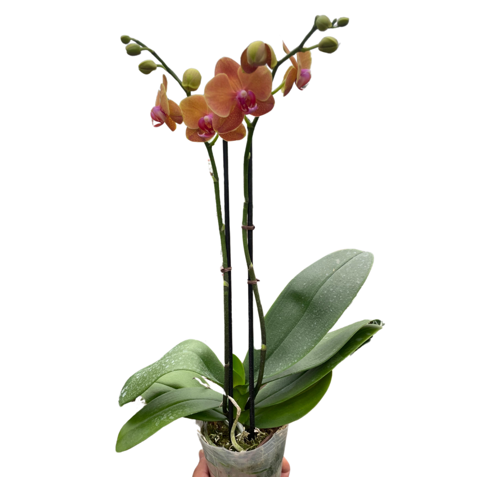 Orchid 'Orange Phalaenopsis' | Vibrant Moth Orchid | House Plant Shop