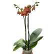 Orchid 'Orange Phalaenopsis' | Vibrant Moth Orchid | House Plant Shop