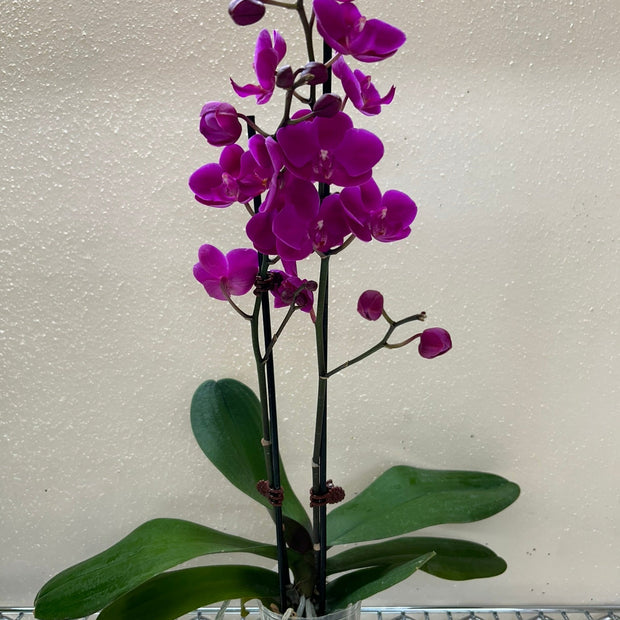 Orchid 'Purple Phalaenopsis'