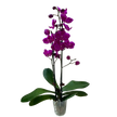 Orchid 'Purple Phalaenopsis'