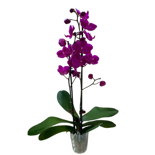 Orchid 'Purple Phalaenopsis'
