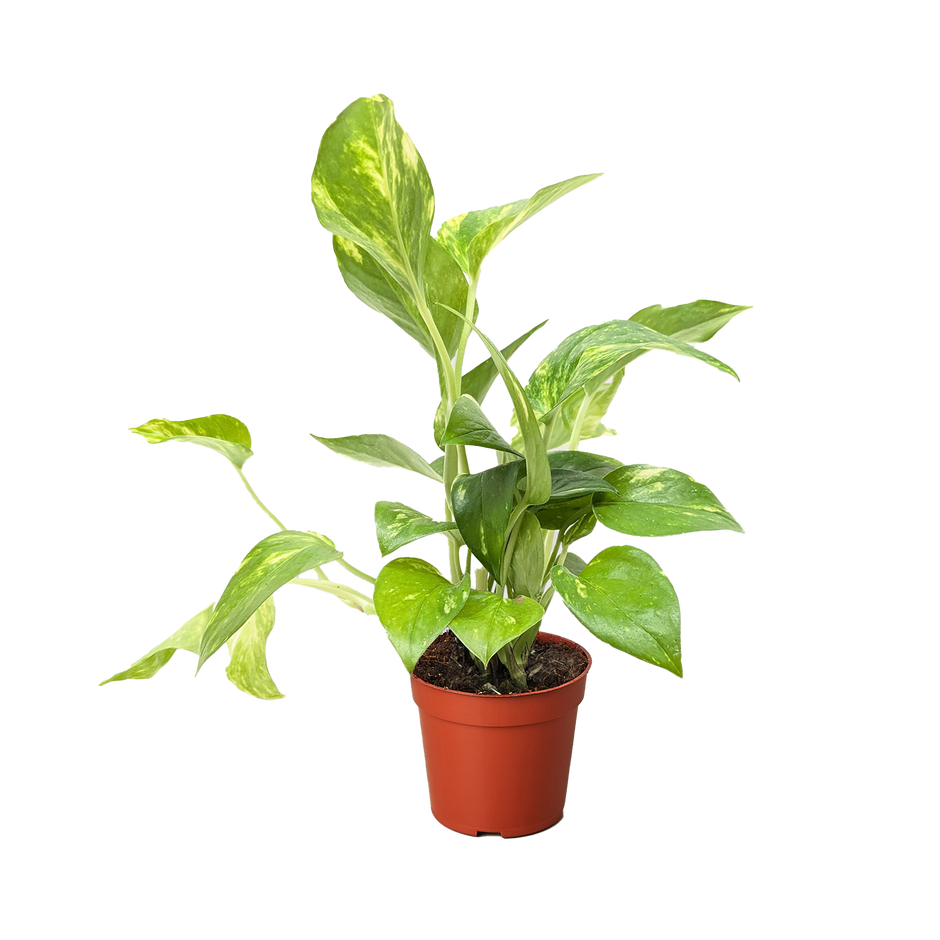 Pothos 'Golden'