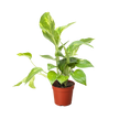 Pothos 'Golden'