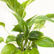 Pothos 'Golden'